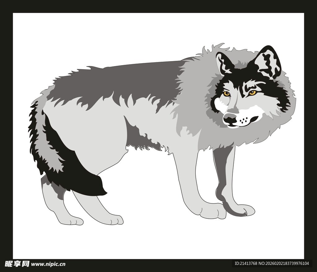 站立的灰狼插画
