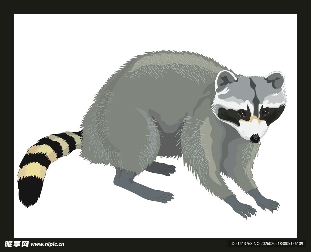站立的浣熊插画