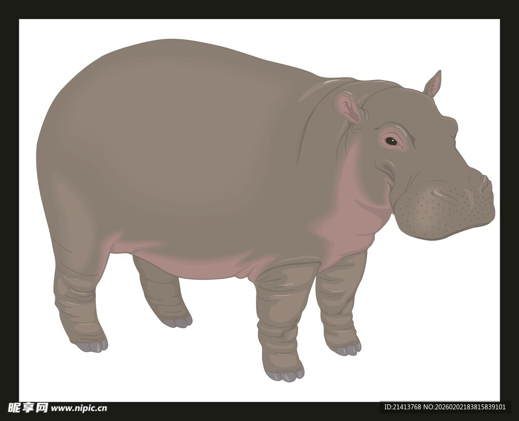 站立的河马插画