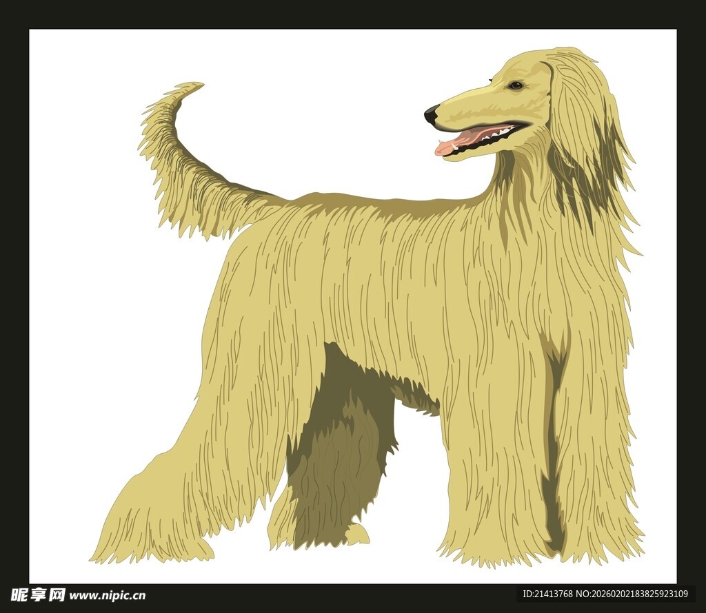 优雅阿富汗猎犬插画