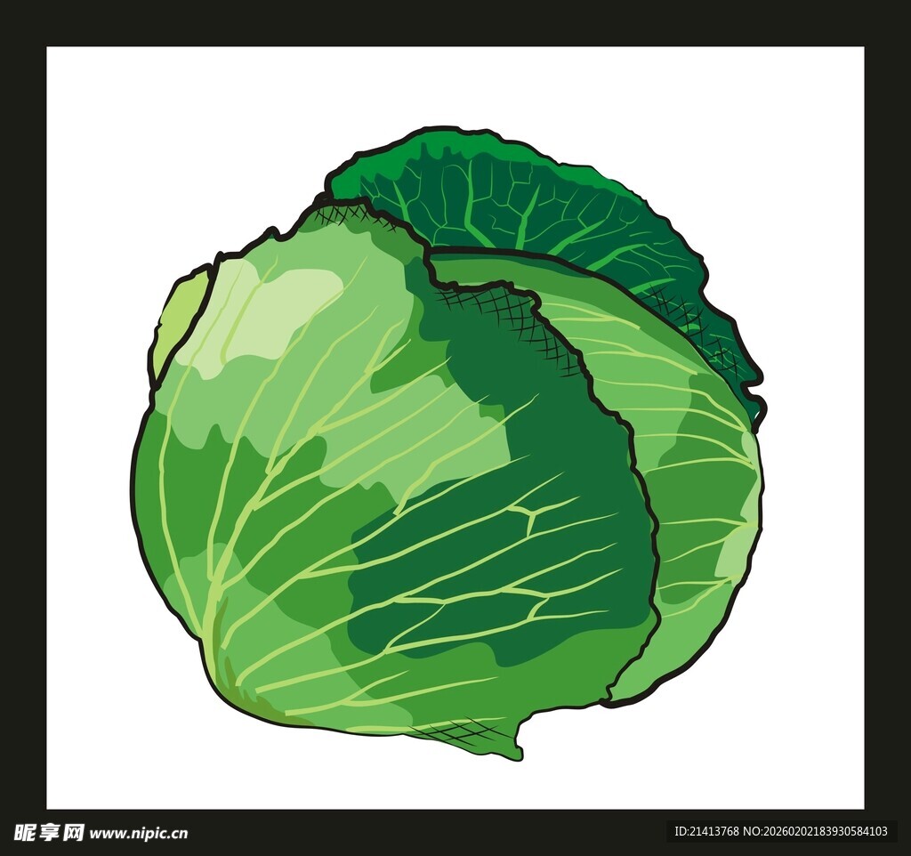 卡通卷心菜插画
