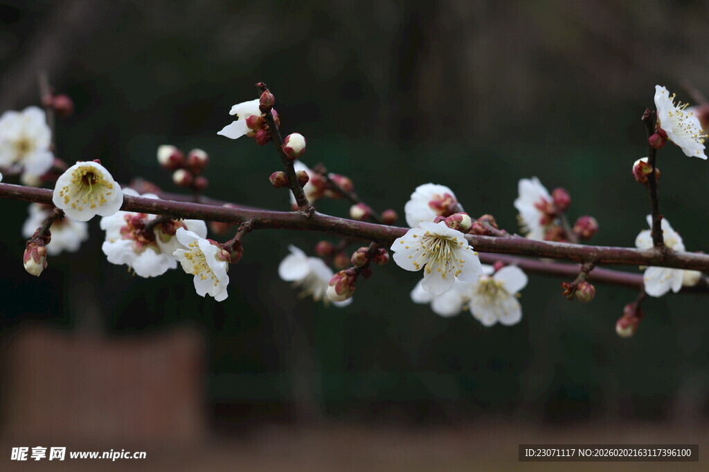 枝头绽放的素雅白梅花