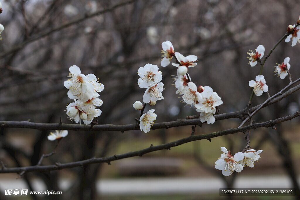 枝头绽放的素雅白梅花