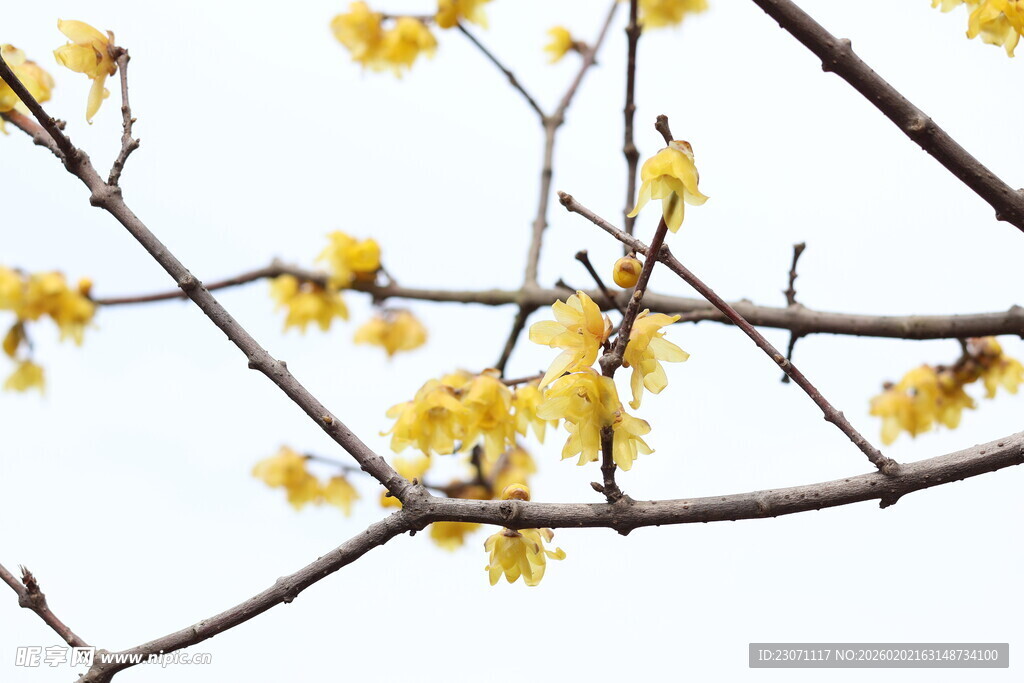 腊梅枝头绽放