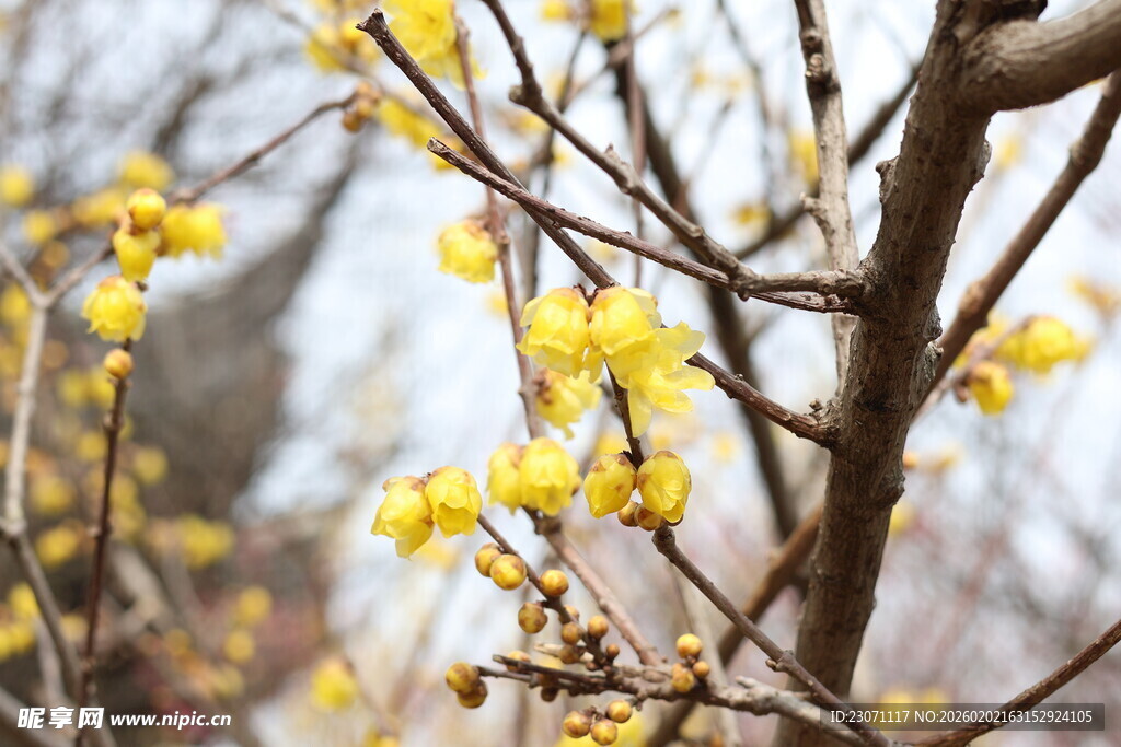 腊梅绽放枝头