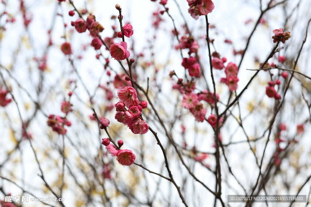 枝头绽放的娇艳红梅