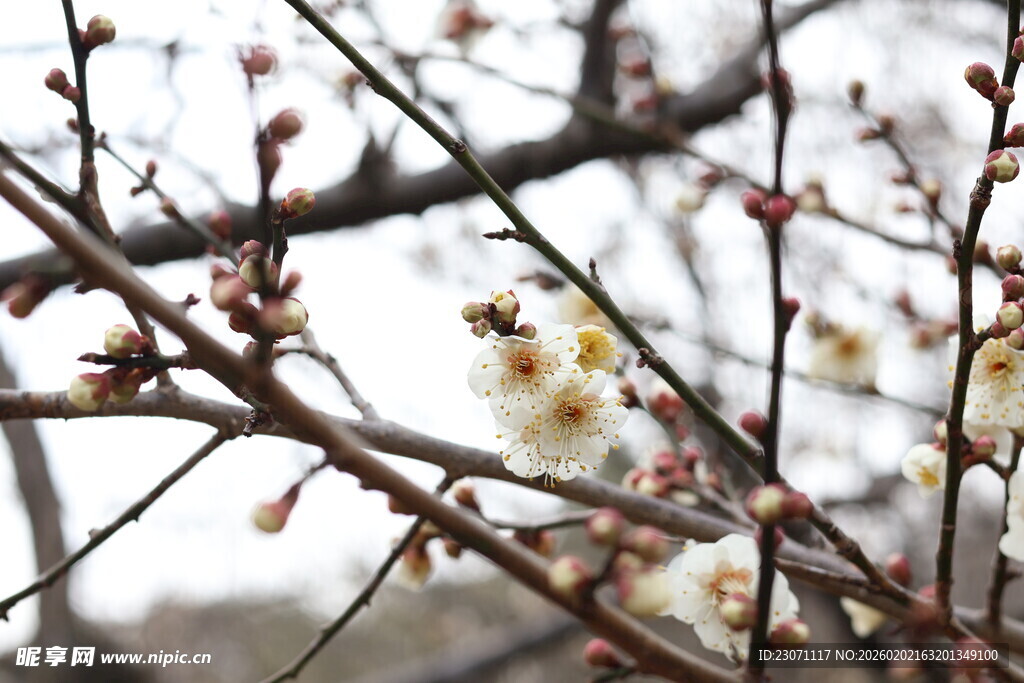 白梅花