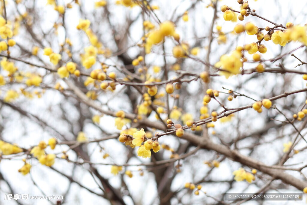 雪中绽放的金黄腊梅