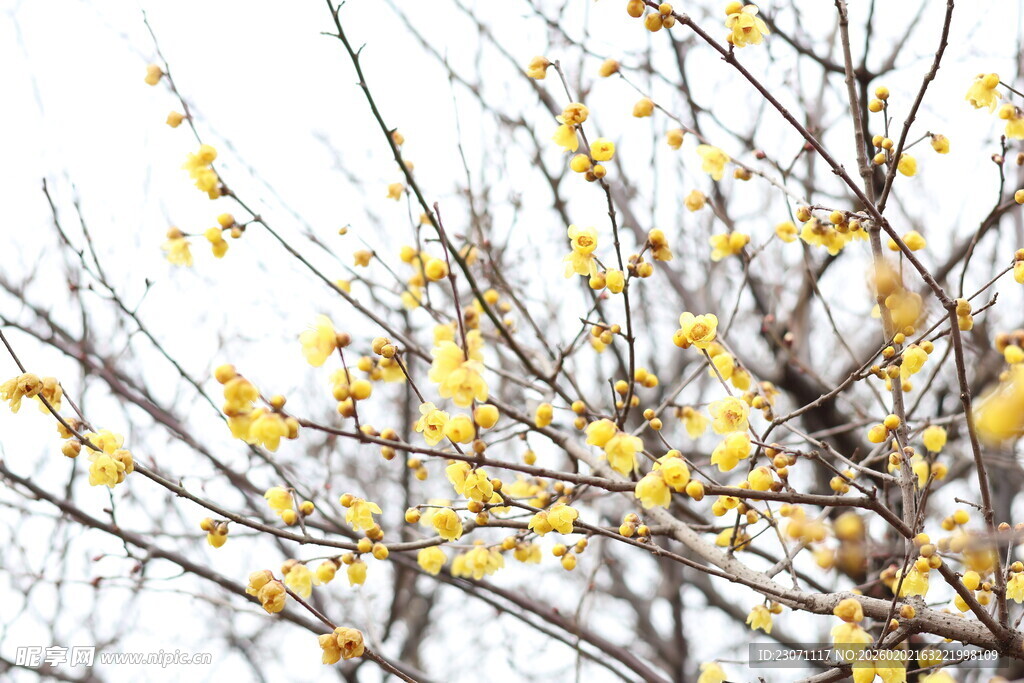 枝头绽放的金黄腊梅