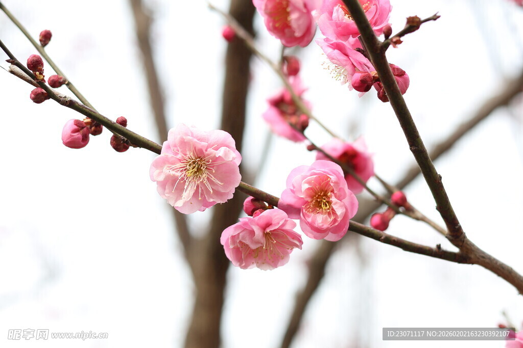 枝头绽放的粉嫩梅花