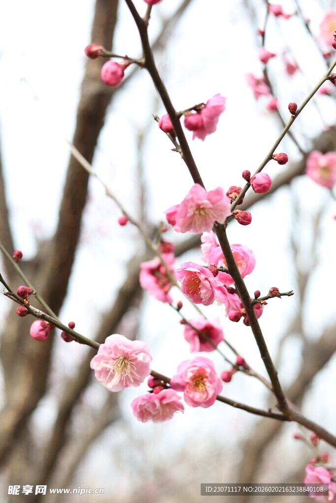 枝头绽放的粉嫩梅花