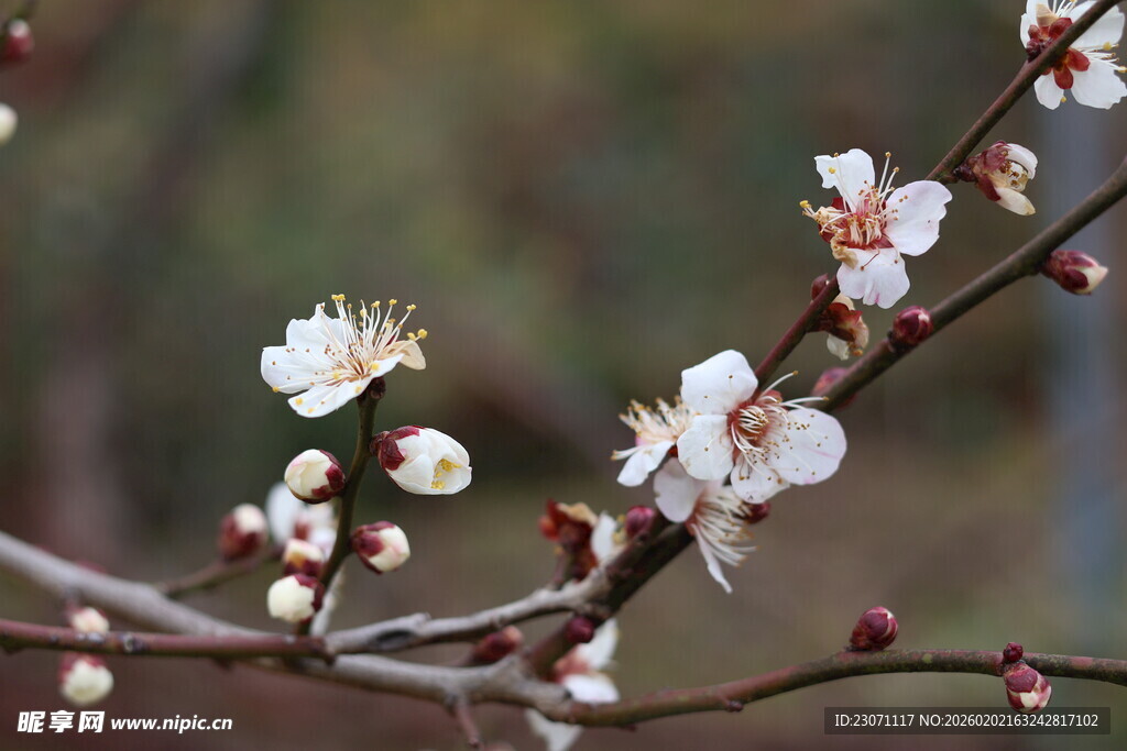 枝头绽放的洁白梅花