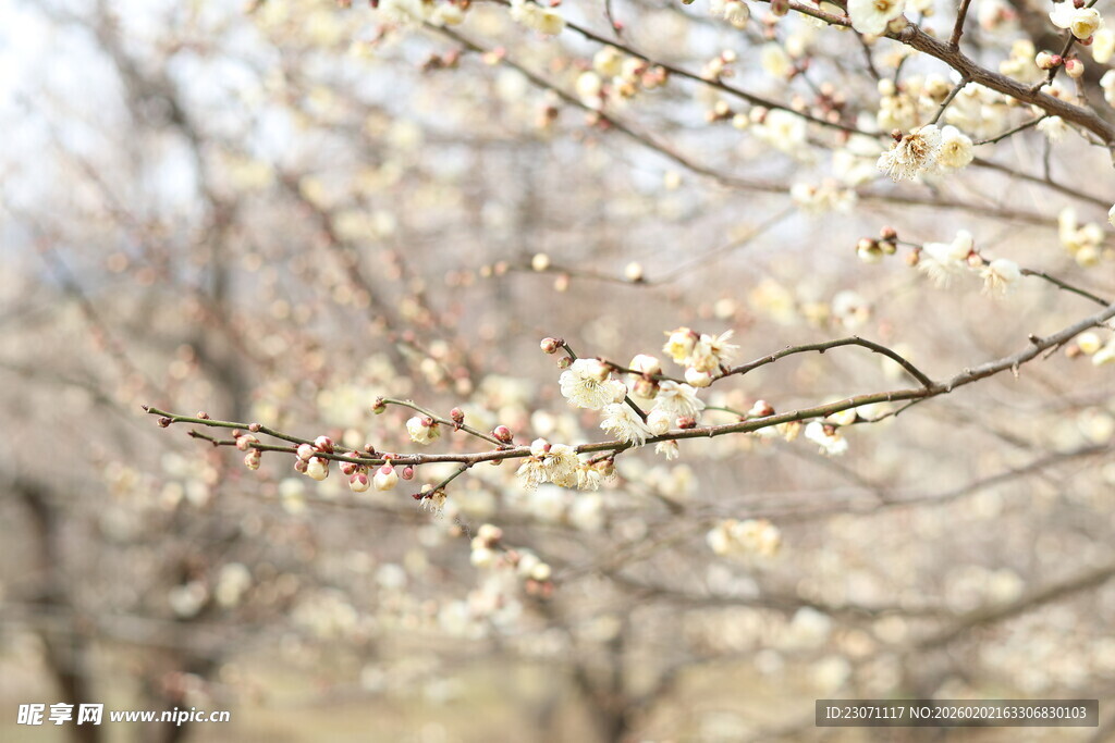 白梅花