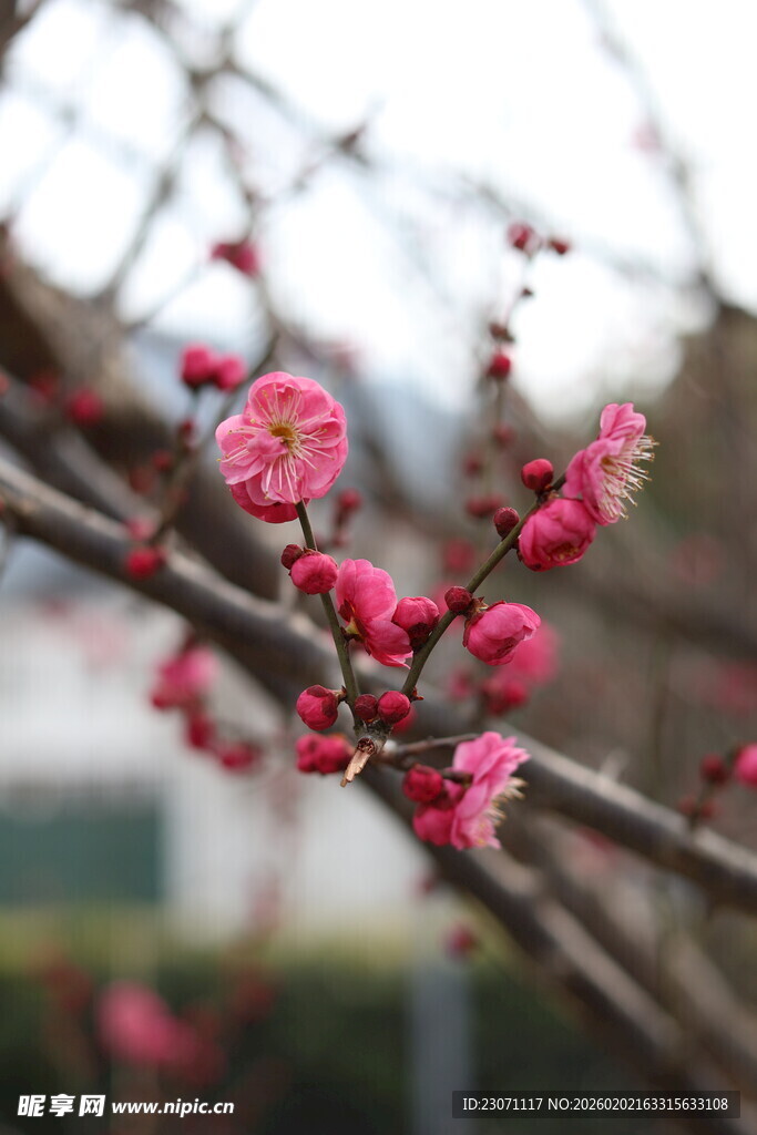 枝头绽放的艳丽红梅