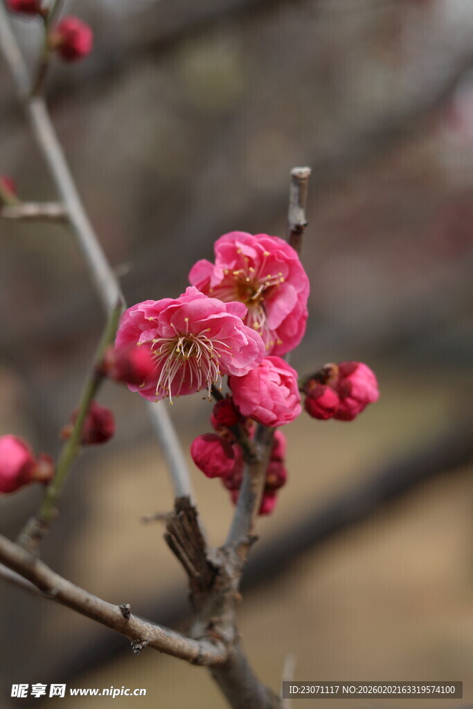 娇艳红梅绽放枝头