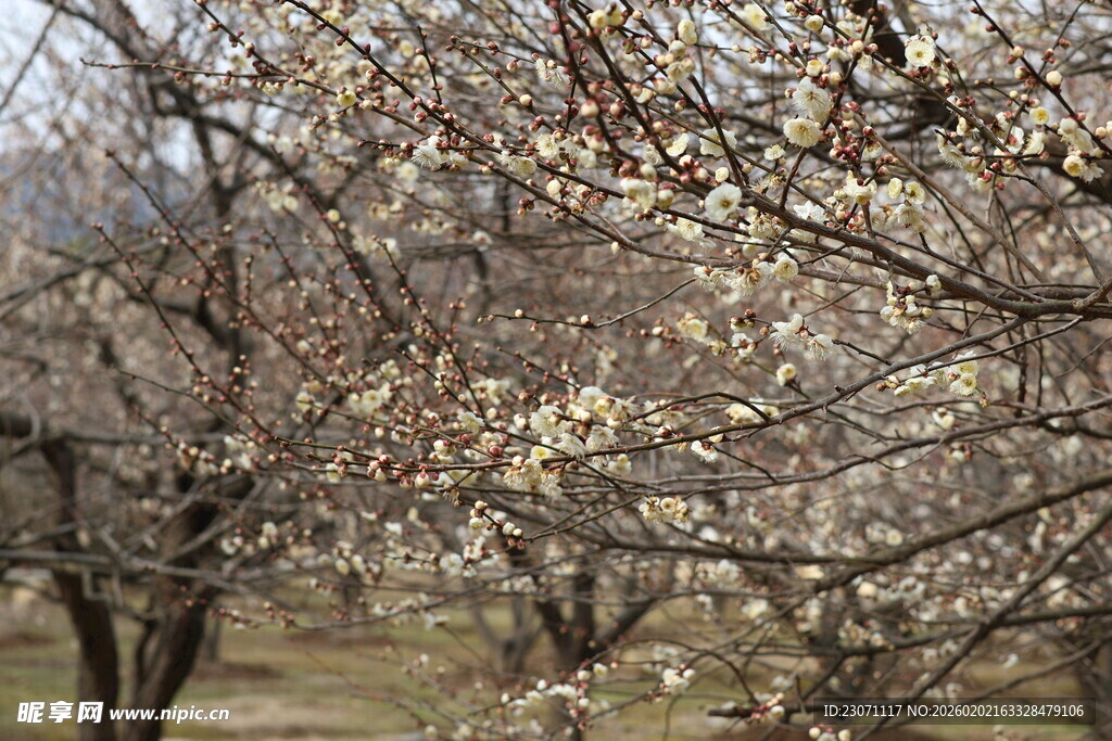 春日繁花盛开的梅园