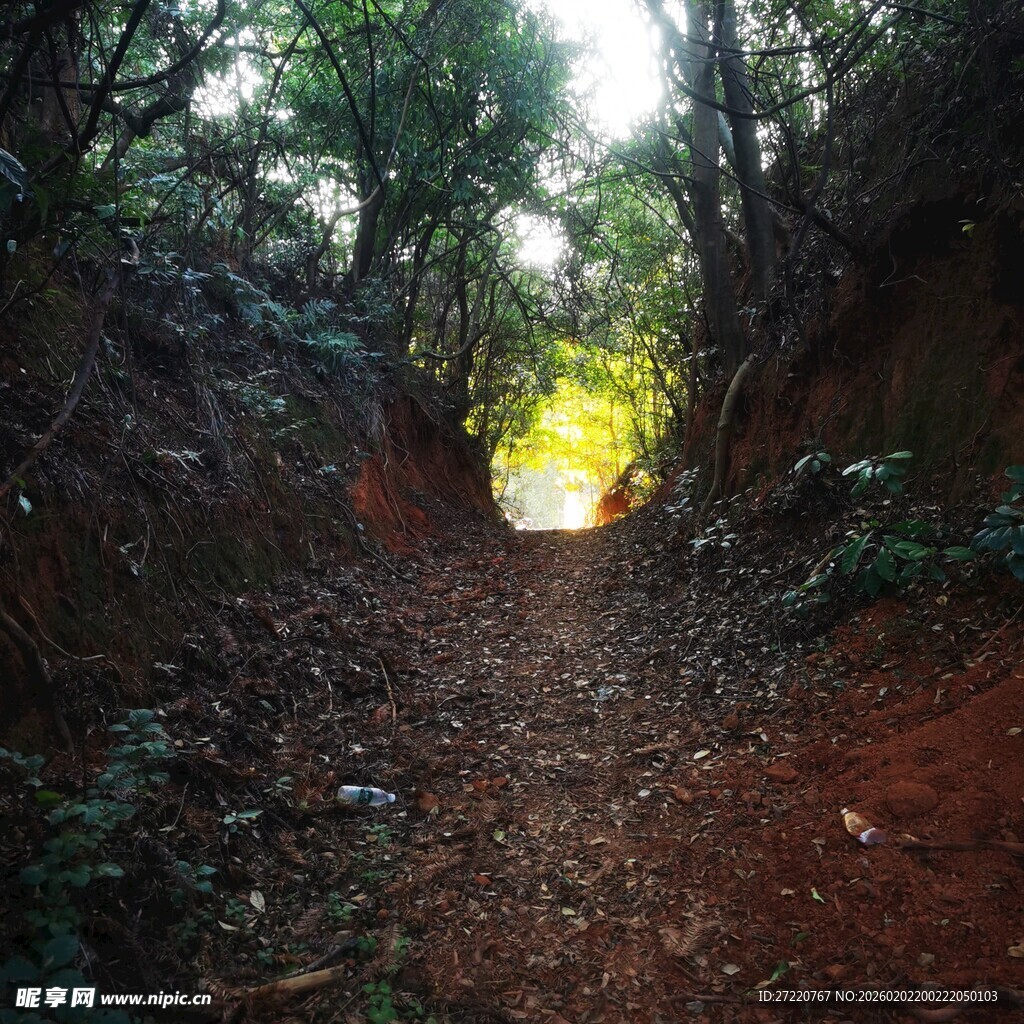 林间幽径通向光明