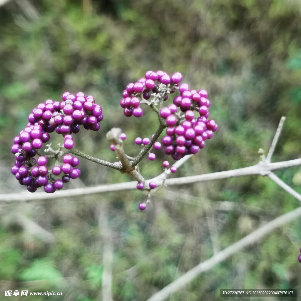 紫色浆果枝上绽