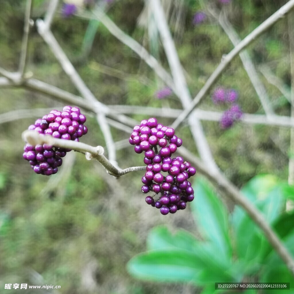紫果缀枝 自然野趣之美