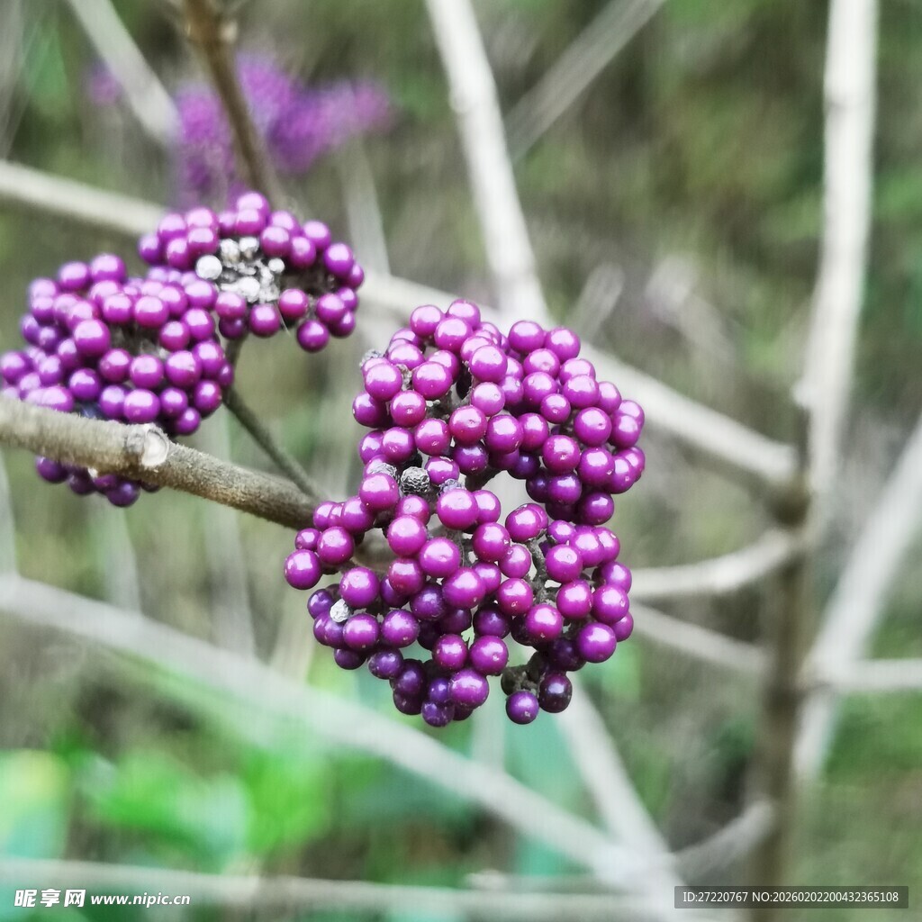 紫色浆果簇生枝头