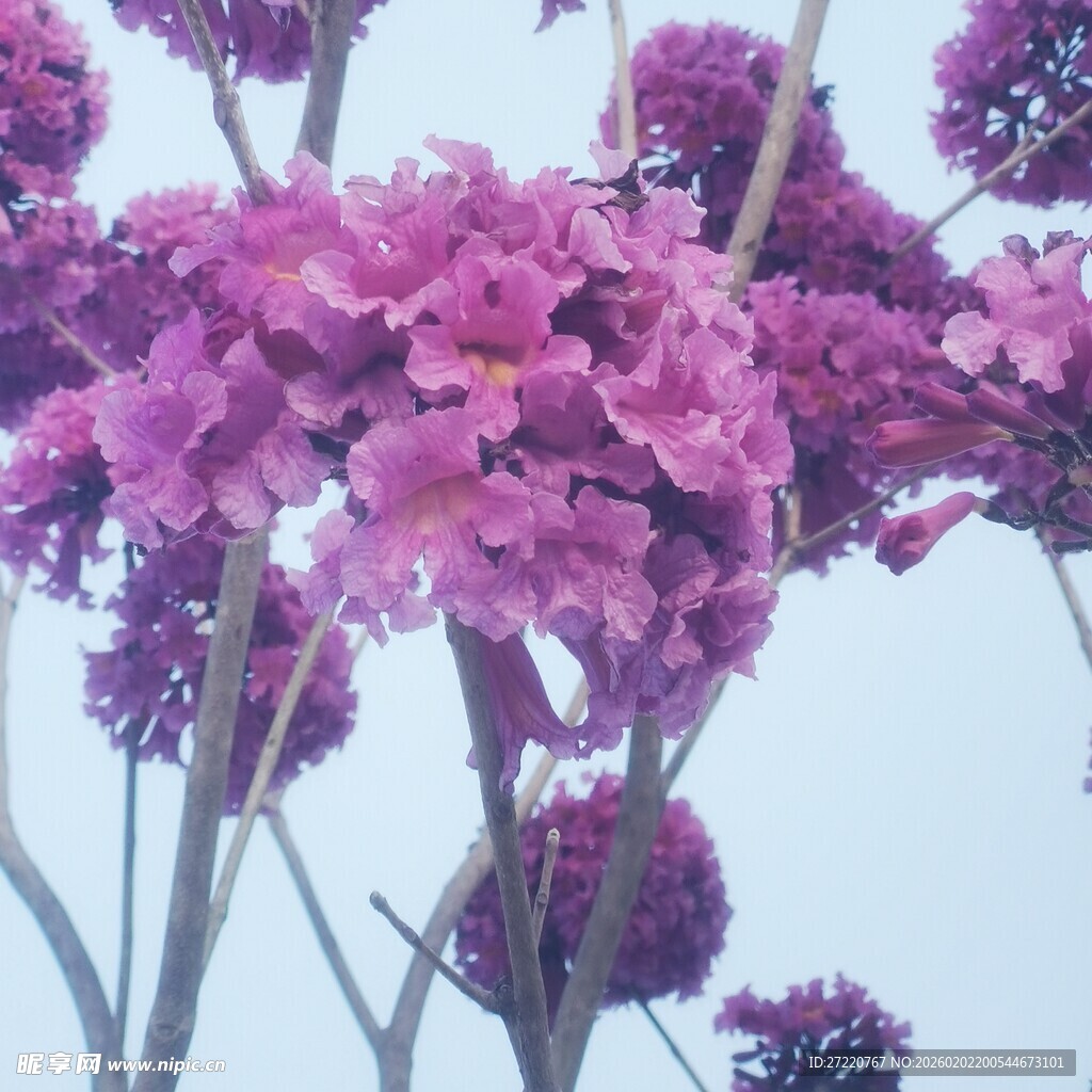 绽放的紫色繁花