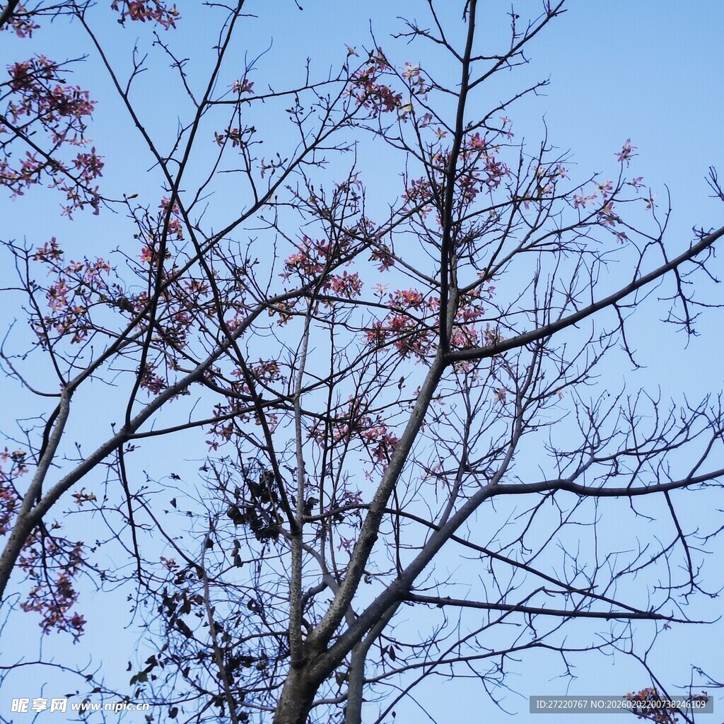 蓝天映衬下的繁花树枝