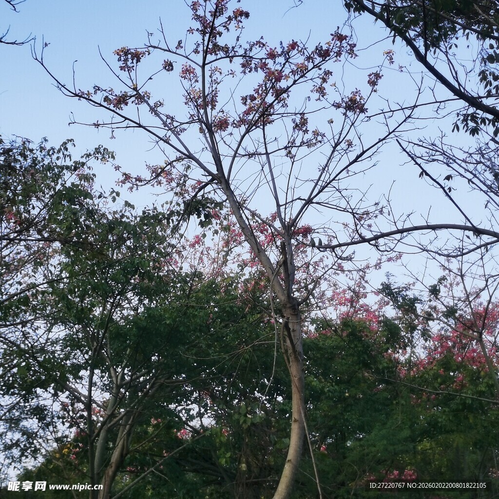 枝头绽花的树木景观