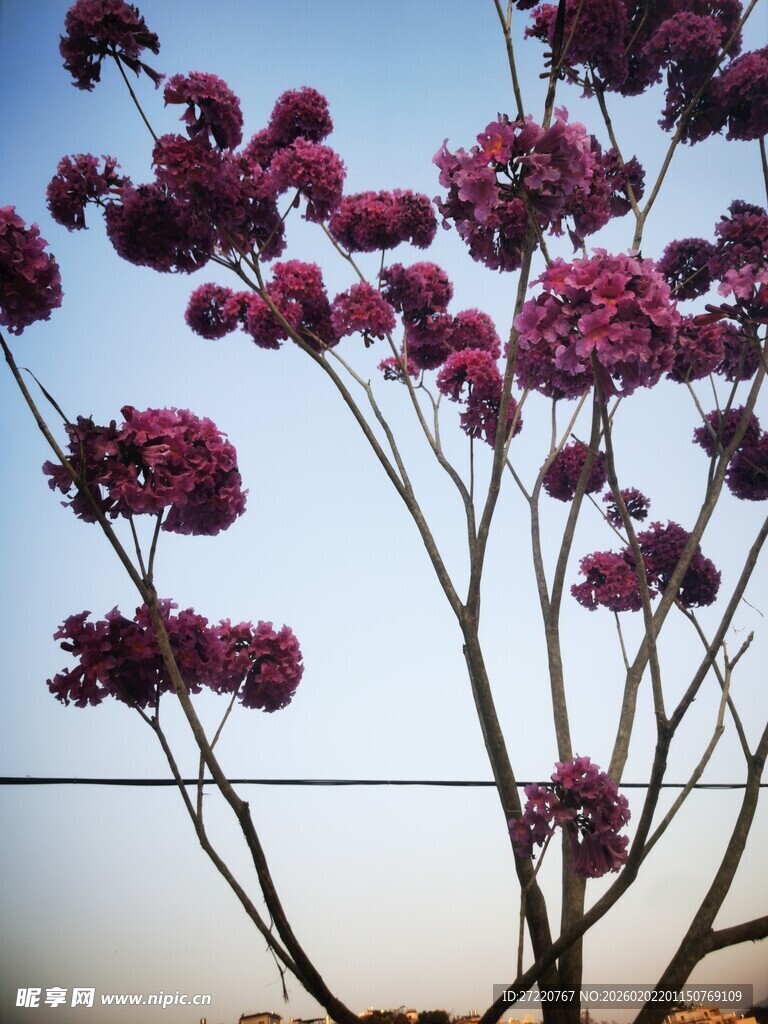 枝头绽放的艳丽紫花