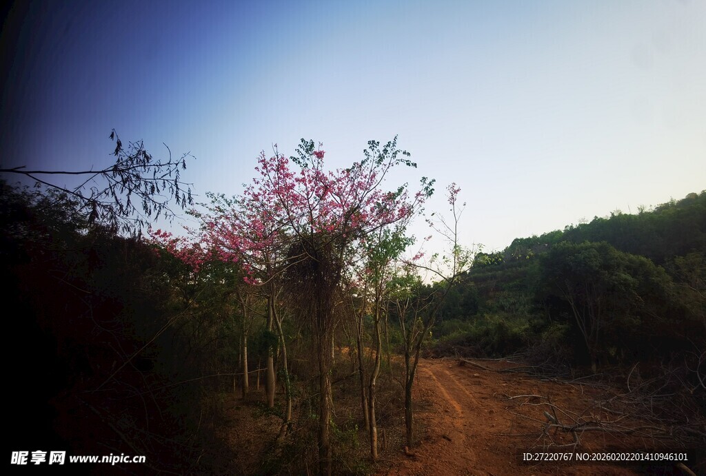 山间小道旁的绚烂花枝