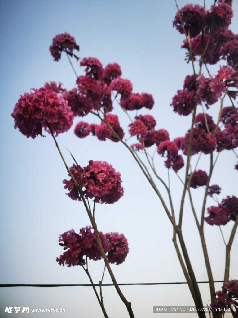 蓝天映衬下的艳丽紫花