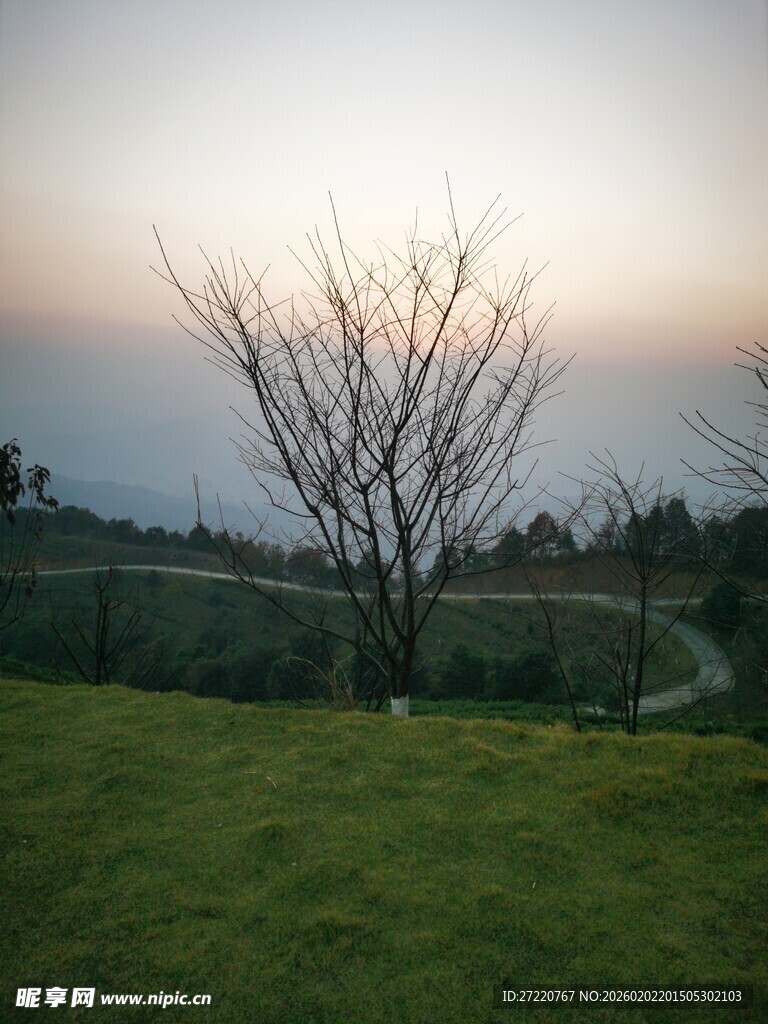 黄昏下的草地与枯树