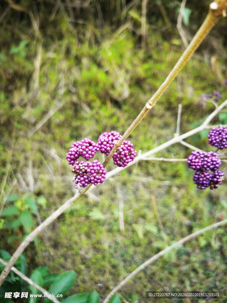 紫色小花簇生于枝端