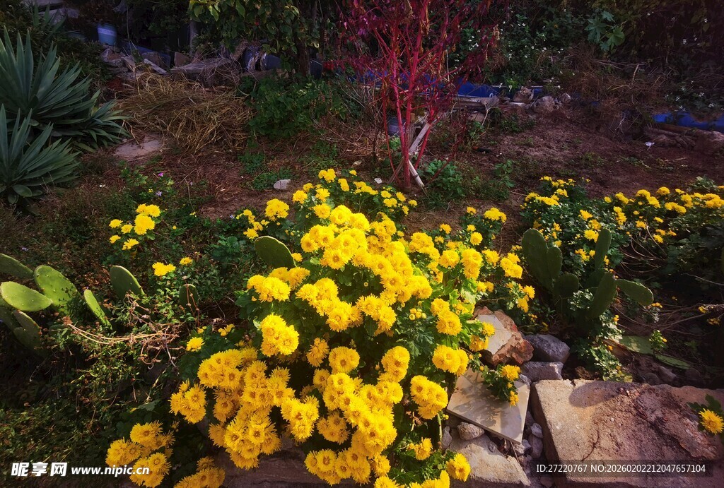 花园中绽放的黄色菊花