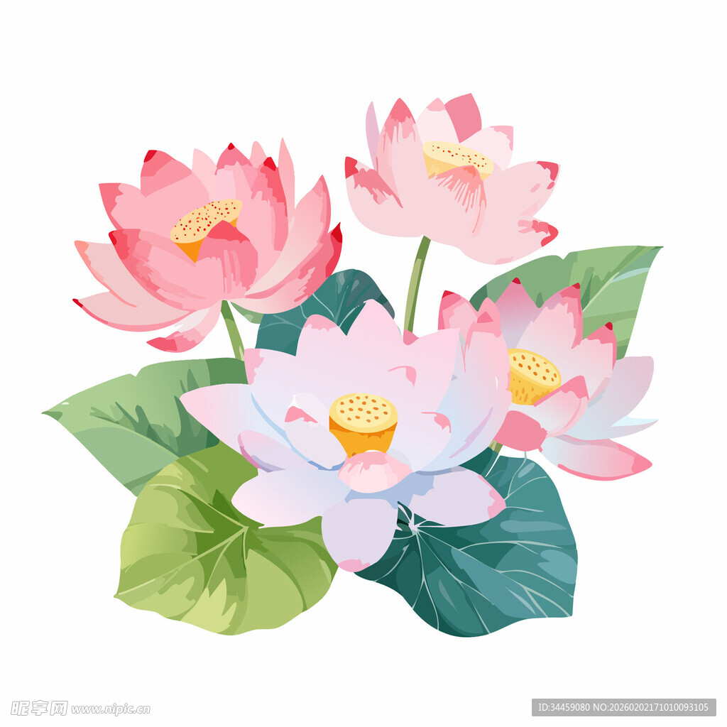 粉色荷花与绿叶