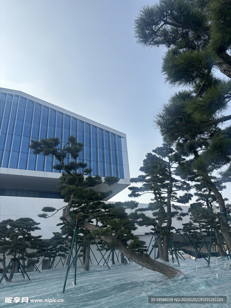 现代建筑旁的精致松树景观