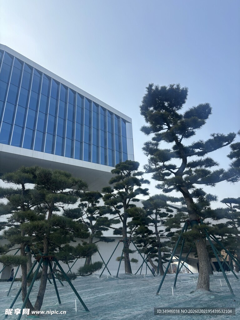 现代建筑旁的造型松树