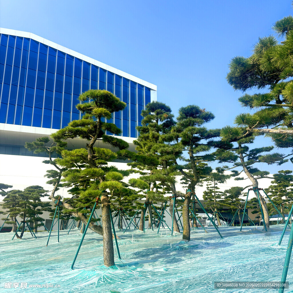 现代建筑旁的造型松树景观