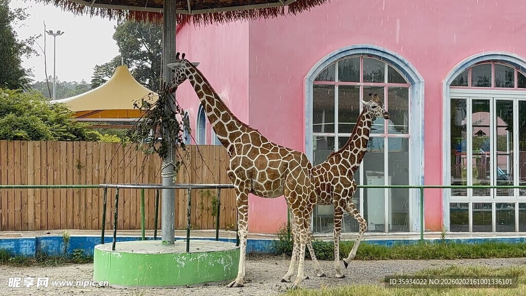 粉色建筑前的长颈鹿