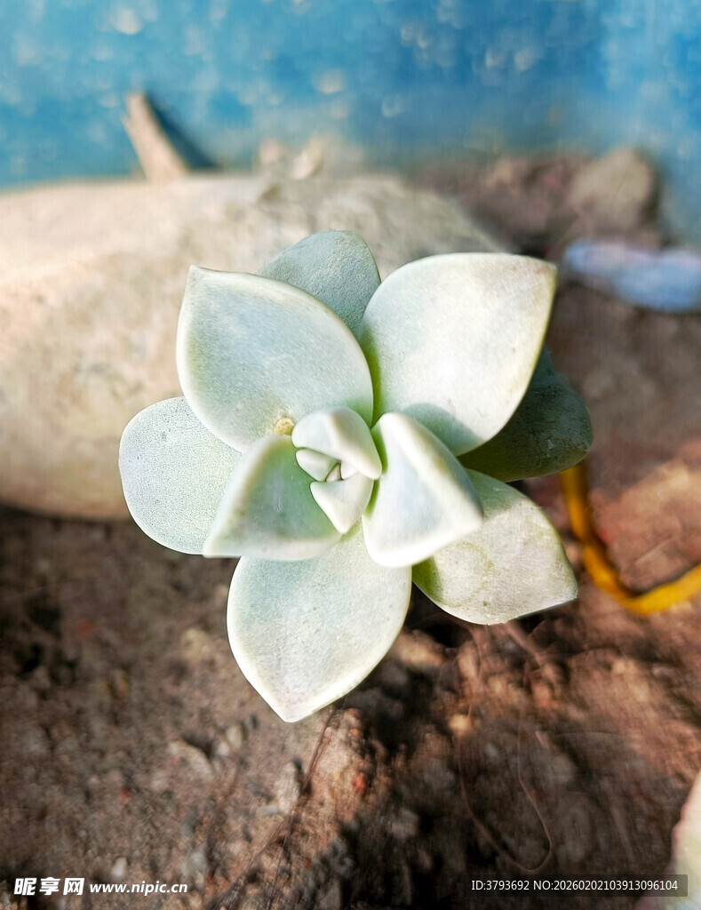 白色多肉花朵特写