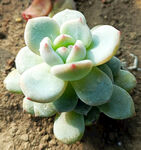 清新多肉植物特写