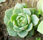 翠绿多肉植物特写