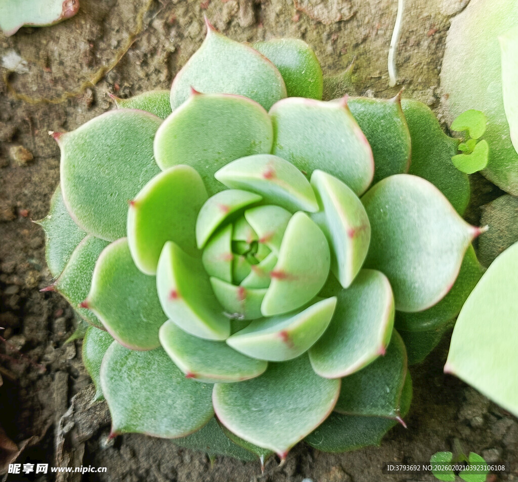 翠绿多肉植物特写