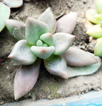 可爱多肉植物特写