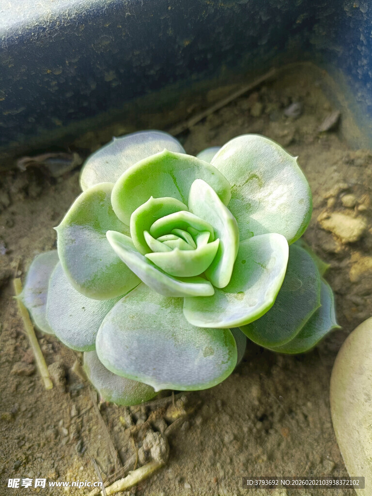 清新多肉植物特写