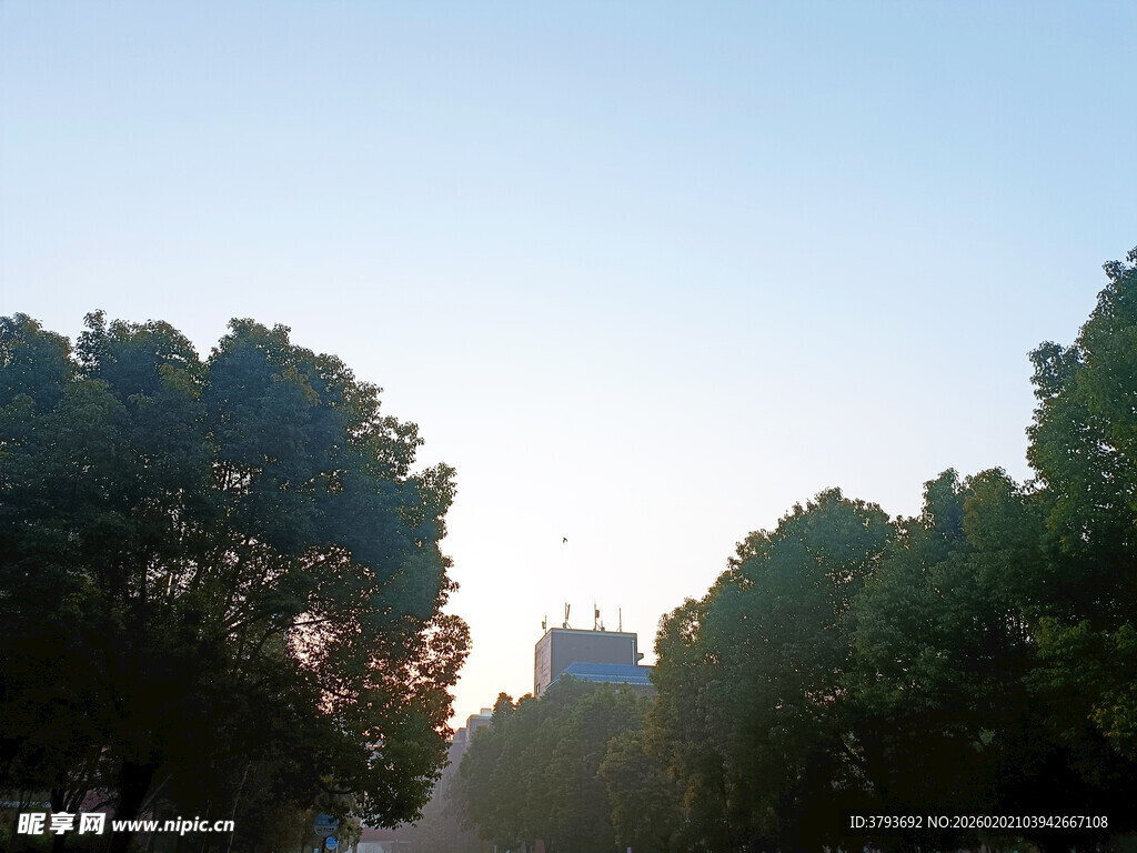 清晨下的绿树与远处建筑