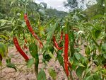辣椒