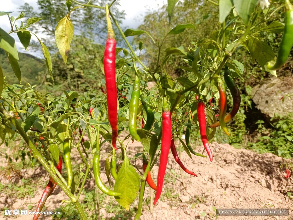 辣椒