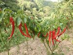 红辣椒