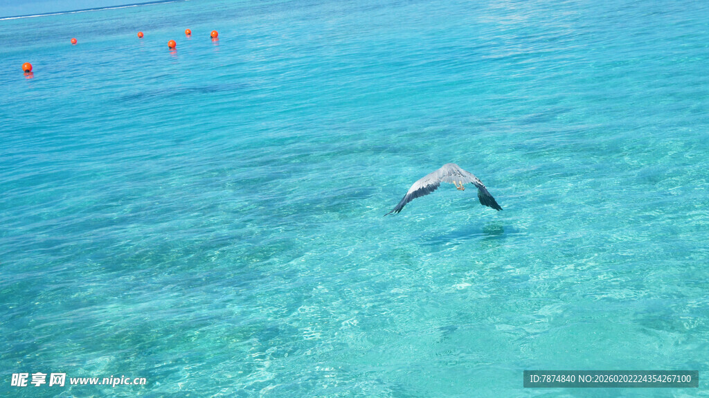 海面上飞翔的矫健海鸥