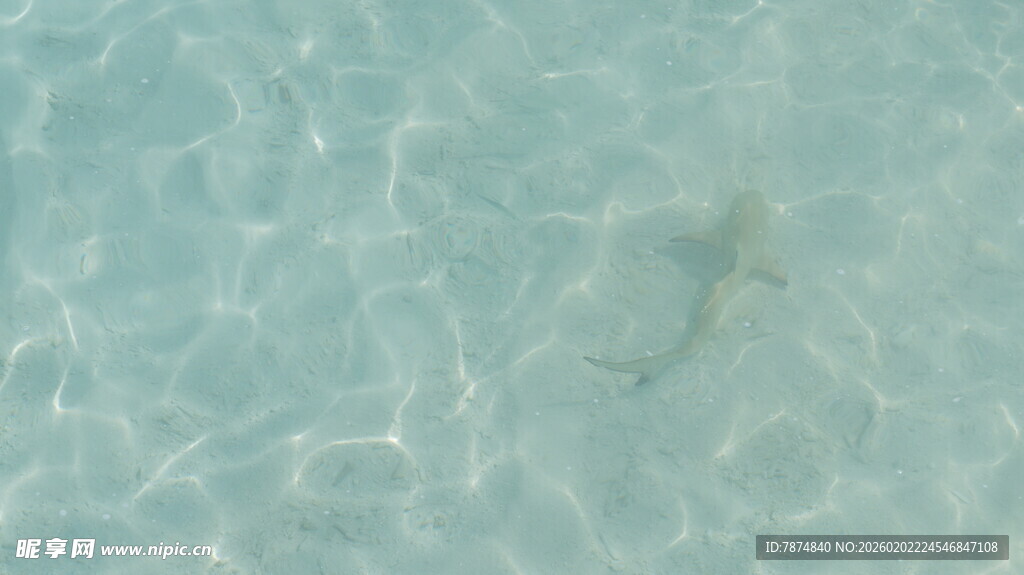 清澈海水中的小鱼